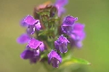img167.jpg