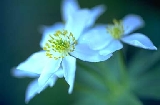 img168.jpg
