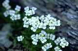 img171.jpg