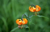 img185.jpg