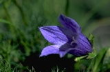 img187.jpg
