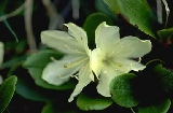 img188.jpg