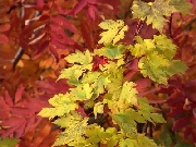 DSC00094s.jpg