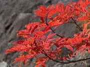 DSC00120s.jpg