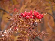 DSC00074s.jpg