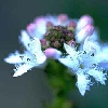 img186.jpg