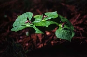 Cap_00103s.jpg