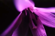 Cap_00104s.jpg