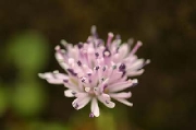 IMG_1110s.jpg