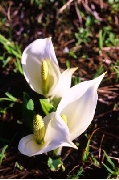 Cap_00223s.jpg