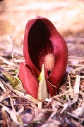 Cap_00205s.jpg